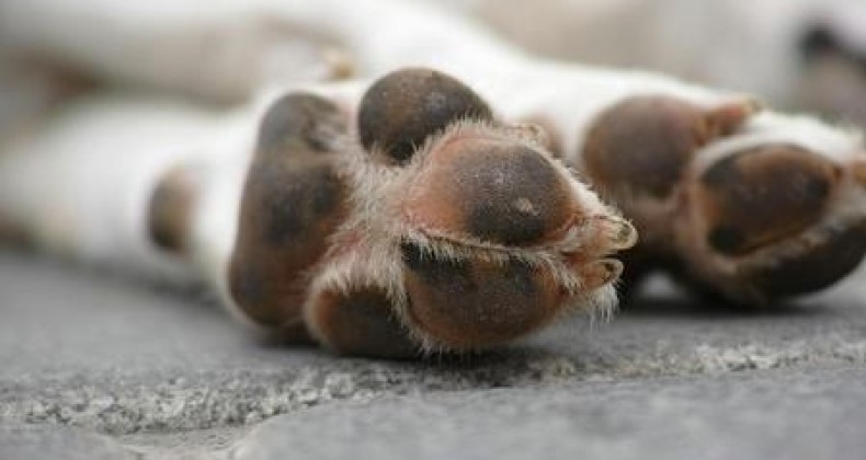 Projeto aumenta pena para quem causa morte de animal por envenenamento