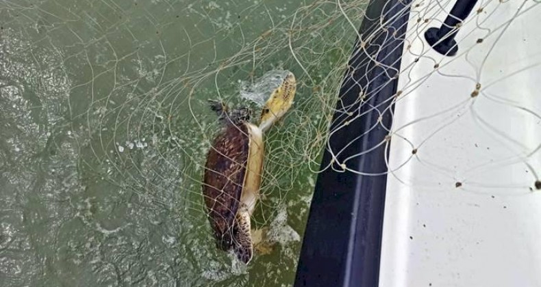 Tartaruga-verde é resgatada de rede de pesca ilegal em SC