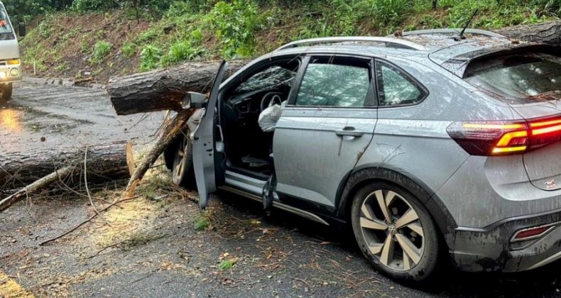 Árvore cai sobre automóvel na BR-282 entre Maravilha e Pinhalzinho