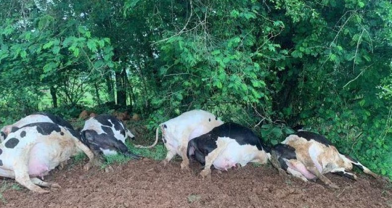 Raio mata sete vacas em propriedade rural