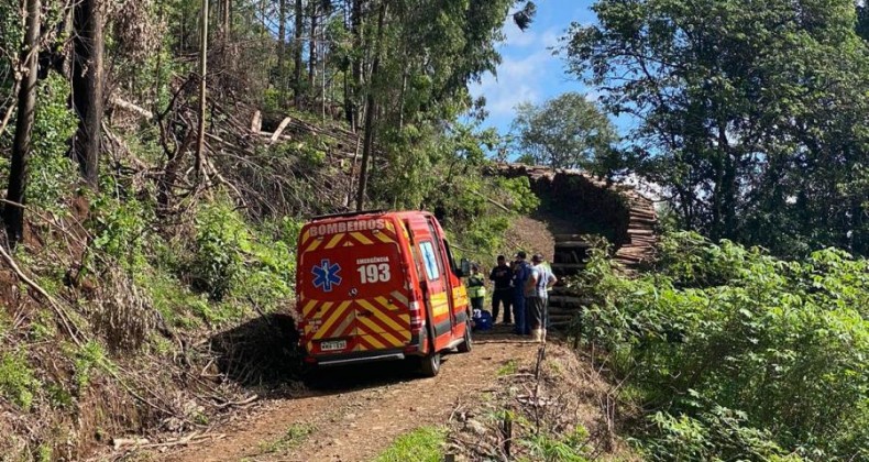 Trabalhador morre durante corte de árvore no interior