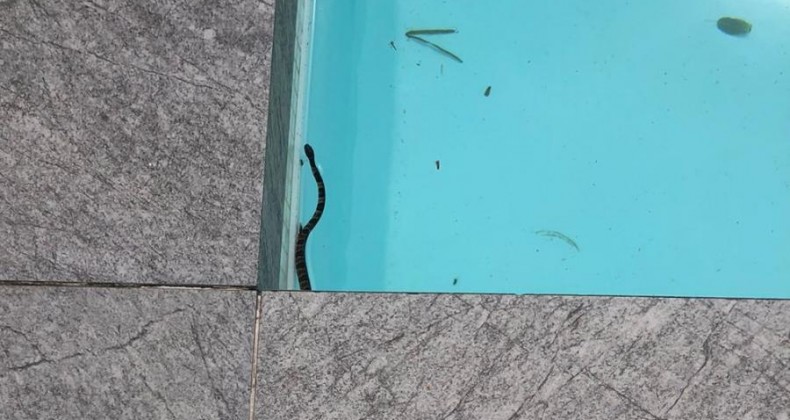 Moradora encontra jararaca na cozinha de casa no Norte de SC