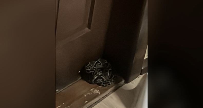 Cobra é capturada em residência no Centro de Ponte Serrada