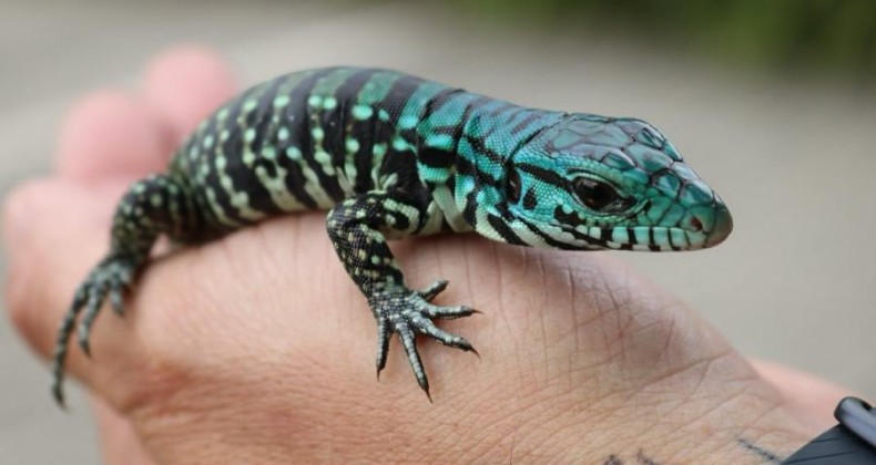 Filhote de lagarto é capturado e devolvido à natureza em Joaçaba