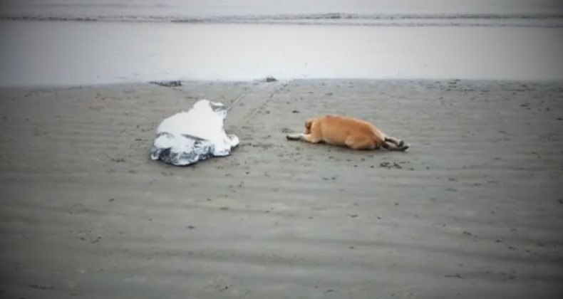 Cachorro que ficou ao lado de dono morto ganha novo lar