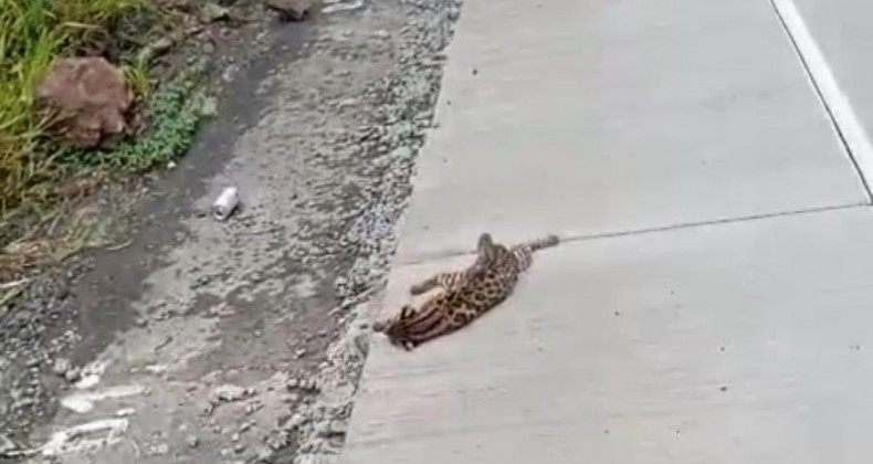 Gato-do-mato que parece uma onça é atropelado na SC-160
