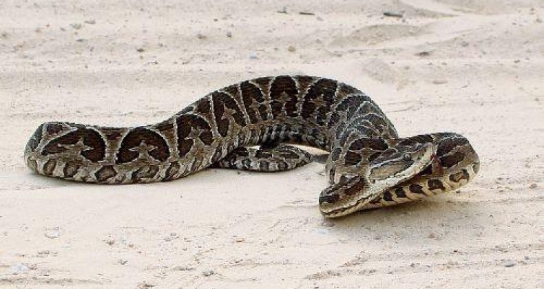 Idoso é atacado por cobra Urutu-Cruzeiro no interior em Cunha Porã