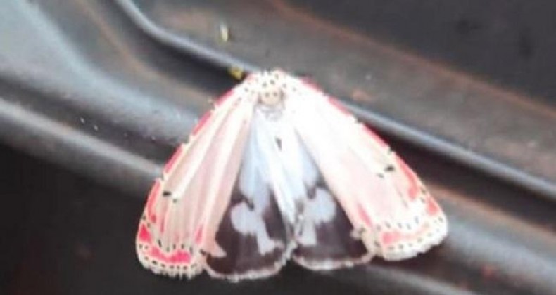 Foto de Nossa Senhora Aparecida surge em borboleta no Paraná