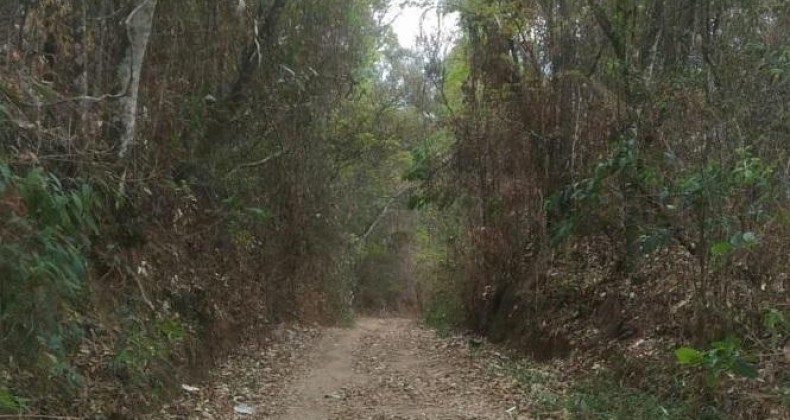 Trilha vira pesadelo: abelhas atacam grupo no interior de Cunha Porã