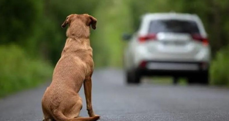 Abandono de animais com carro pode suspender CNH por até 18 meses