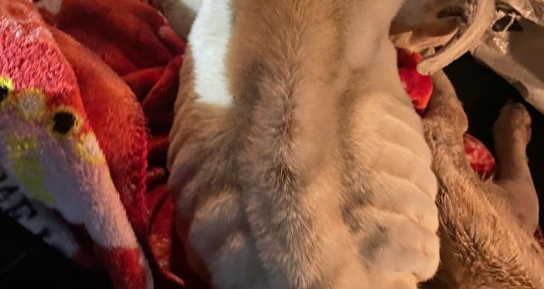 Cão é encontrado em estado grave após ser vítima de maus-tratos