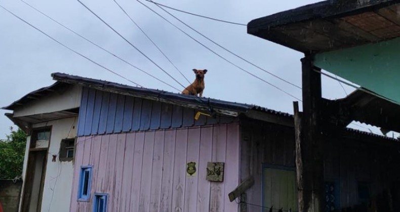 Caramelo sobe em telhado e dá trabalho para socorristas