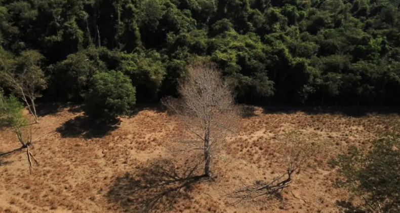 Desmatamento no Cerrado cai 48% em janeiro, mostra instituto.